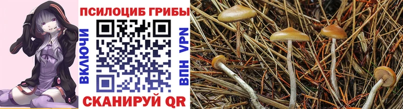 Галлюциногенные грибы Cubensis даркнет сайт Рубцовск
